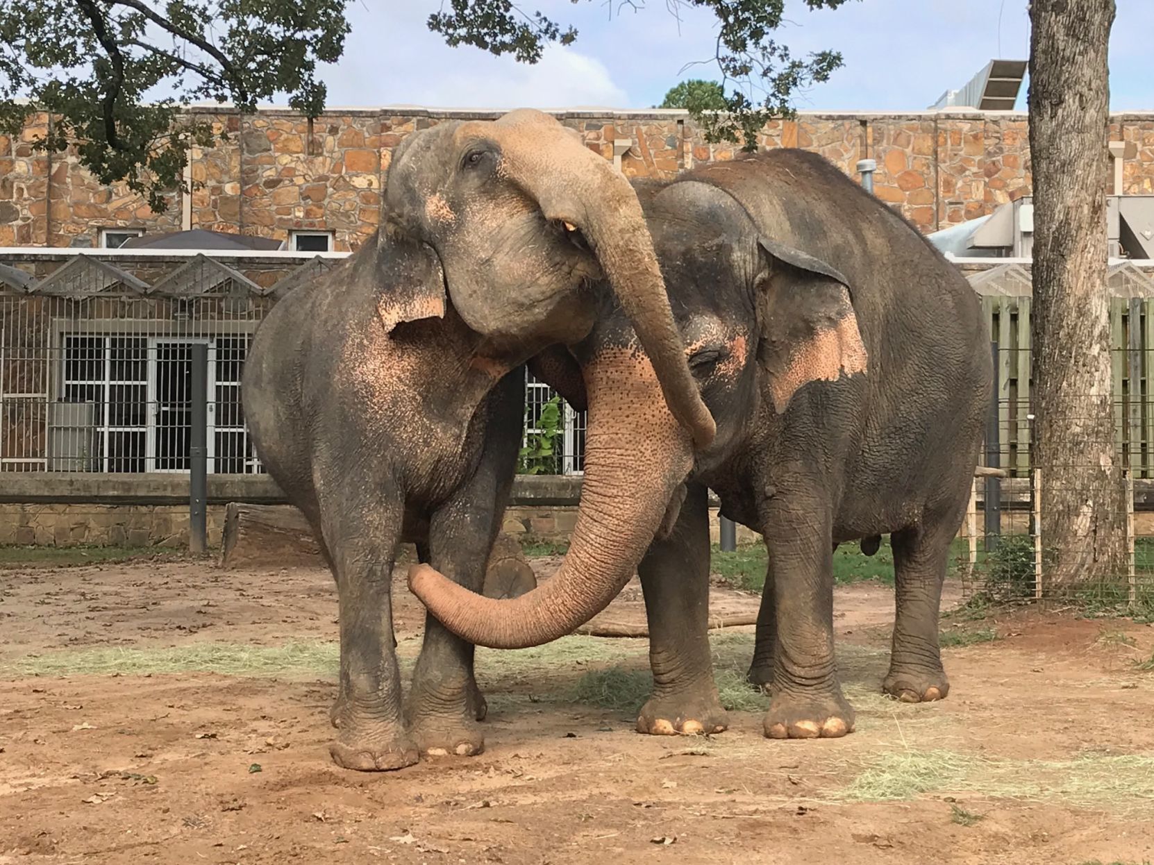 Niabi elephant, Babe, and Zina
